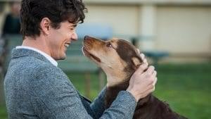 The Growing Demand for Pet-Friendly Travel Image