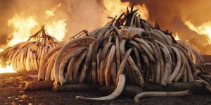 Anthropocene: Ivory Burn Image
