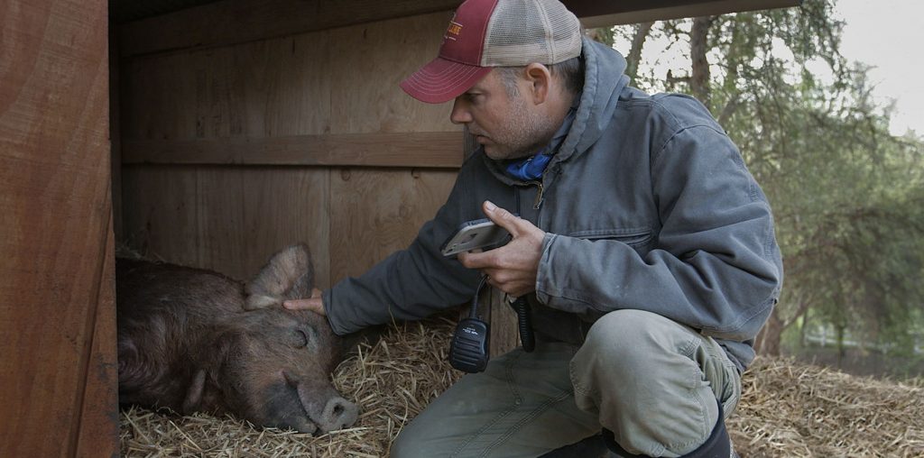 The Biggest Little Farm & the Evolution of Nature Documentaries image