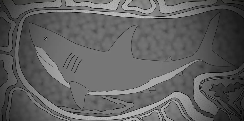 Sharkbaby image