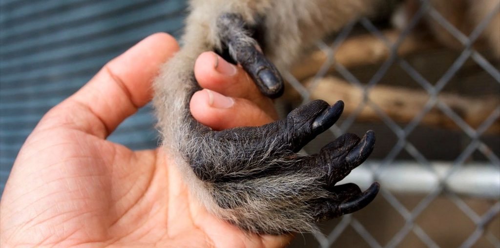 The Center: Gibbons and Guardians image