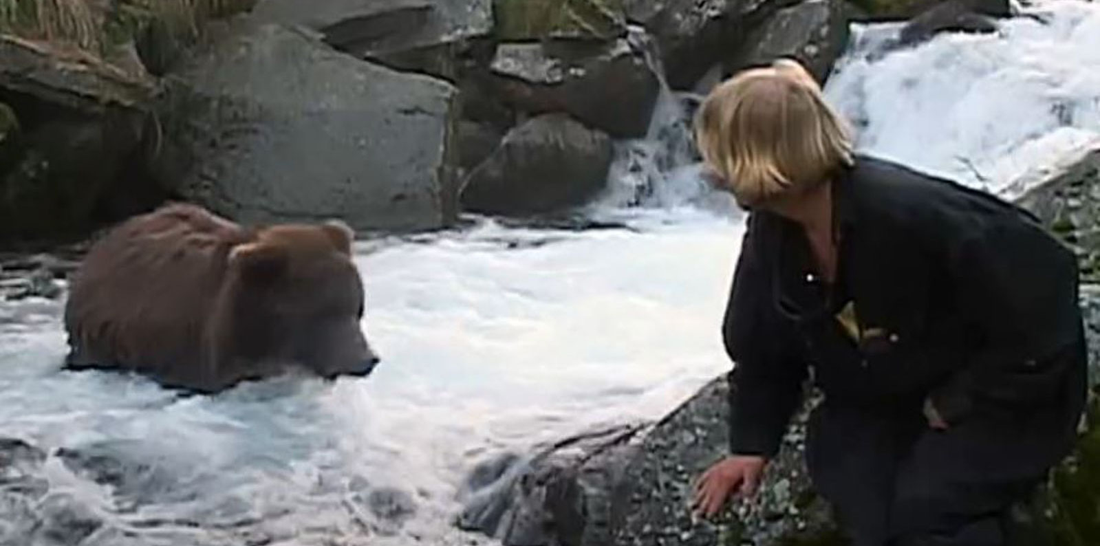 Timothy treadwell promo bear