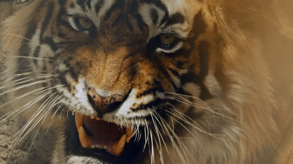 Bengal Tiger Movie Review: Roaring Start, Tiring Finish – mad about  moviez.in
