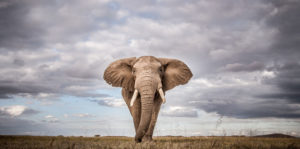 Elephant Refugees Image