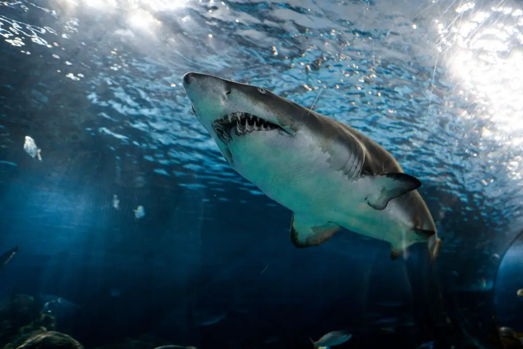 Everything Jaws Got Wrong About Sharks image