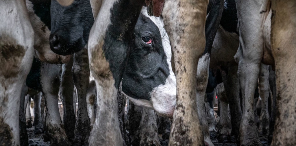 Punk Rock Vegan Movie image