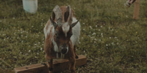 Beware of Goat Image