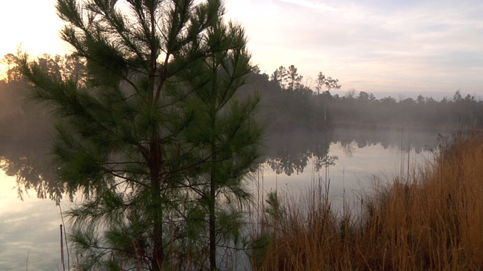 A Thousand Pines Image