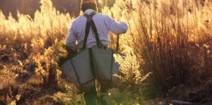 A Thousand Pines Image