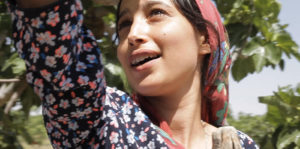 Under the Fig Trees Image