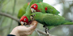 The Wild Parrots of Telegraph Hill Image