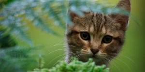 A Cat’s Life Image