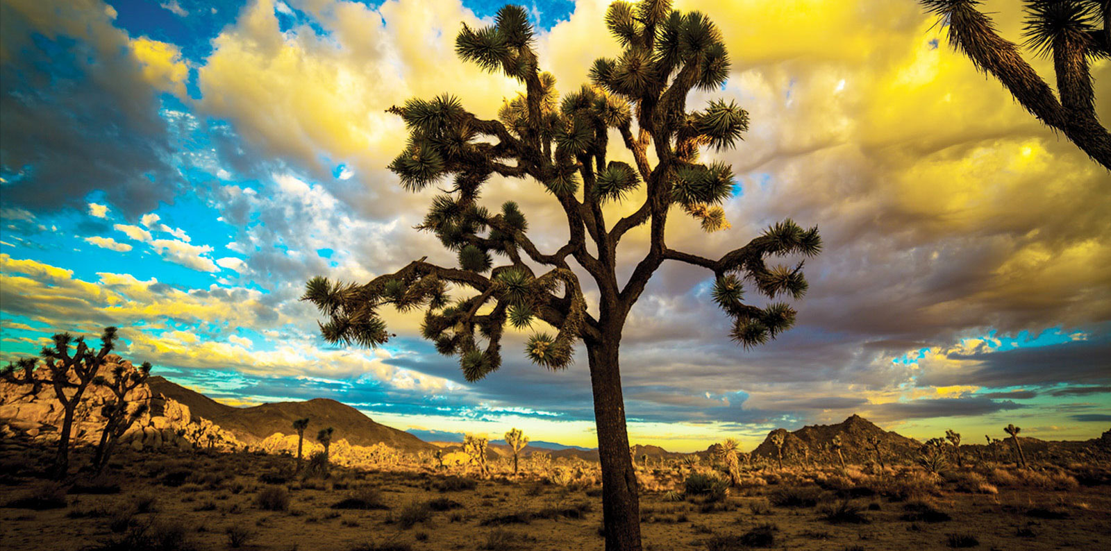  I Thought They Were Protected Image