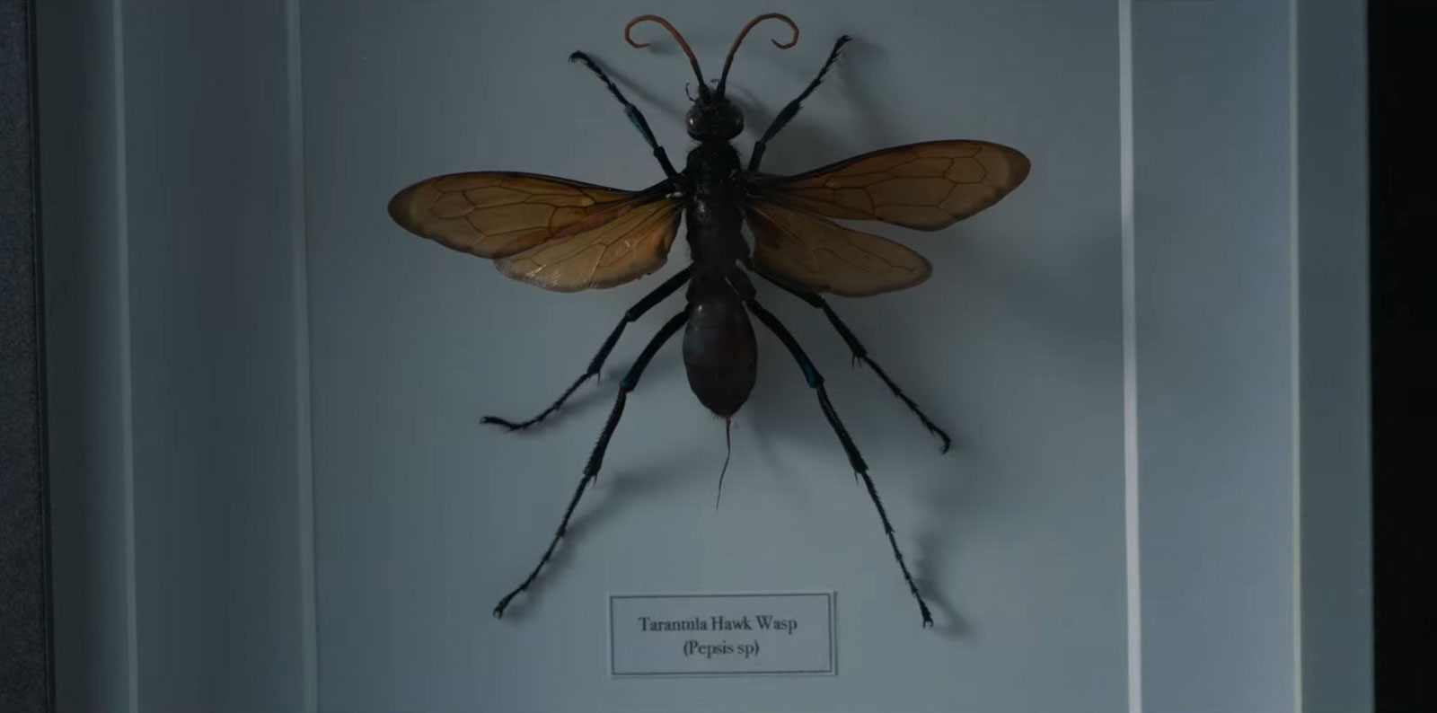The Ranch Wasp The Wasp | Film Threat