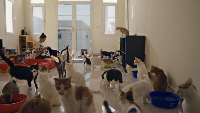 Room filled with rescued street cats in Doha shelter