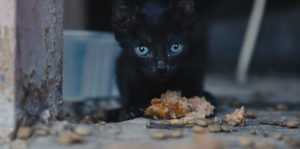 25 Cats From Qatar Image