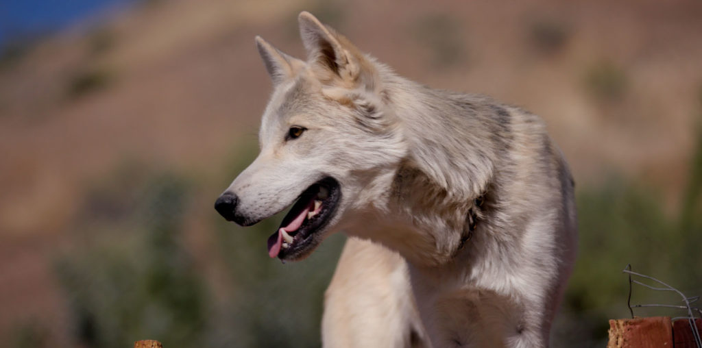 Folsom’s Run image