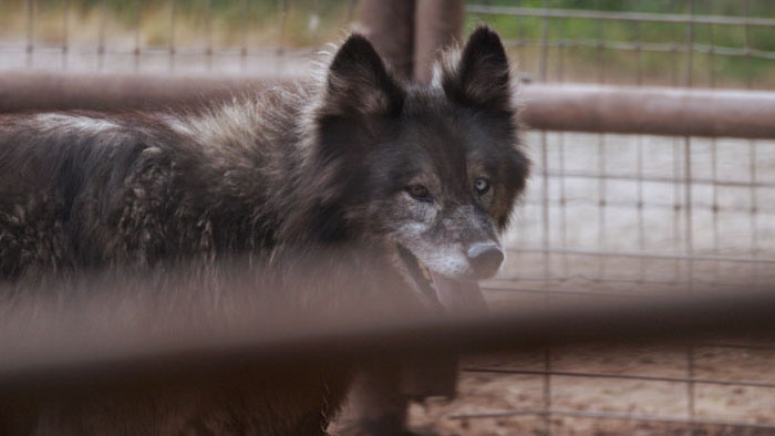 Wolf-dog inside a fenced enclosure in Folsom’s Run documentary