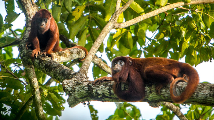 Two red howler monkeys resting on a tree branch in the South American jungle