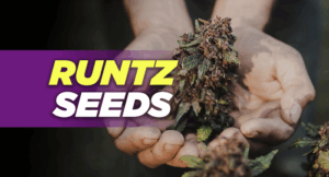Runtz Seeds 2025: Genetics, Growing Tips & Effects of This Sweet Powerhouse Strain Image