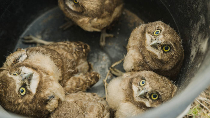 Young burrowing owl chicks in a bucket, looking upward with wide eyes