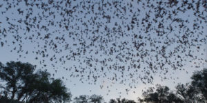 The Invisible Mammal Image