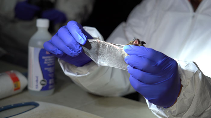 Scientist examining a bat’s wing for signs of white-nose syndrome
