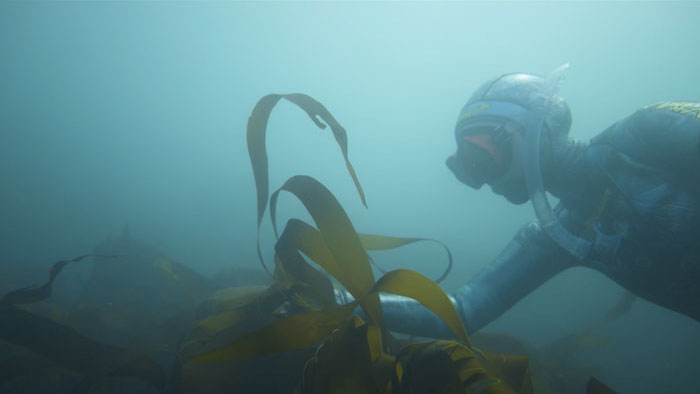 A diver harvests seaweed underwater in Green Ocean Gold, a Sony Future Filmmaker Awards 2026 nominee.