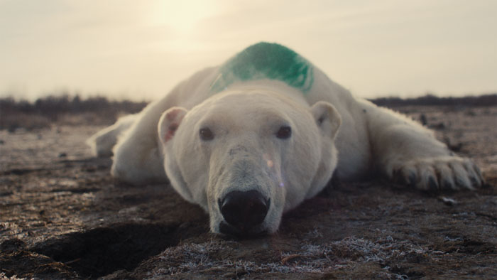 A polar bear lies on the ground in Nuisance Bear, featured at Mammoth Lakes Film Festival.