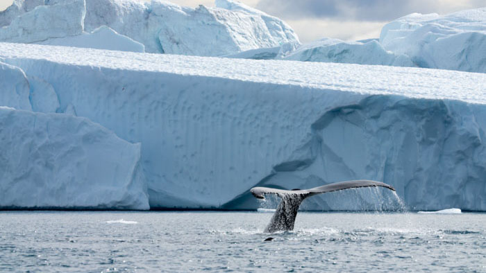 A whale tail rises from icy Greenland waters in No Place for Football.