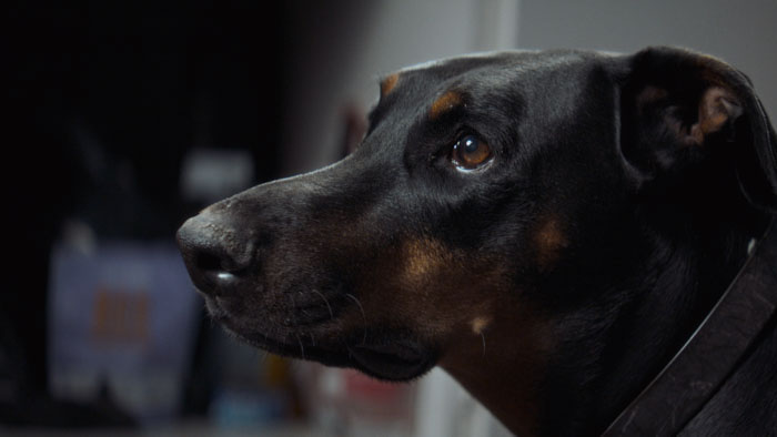 Angel the Doberman in a close-up scene from Rescued.