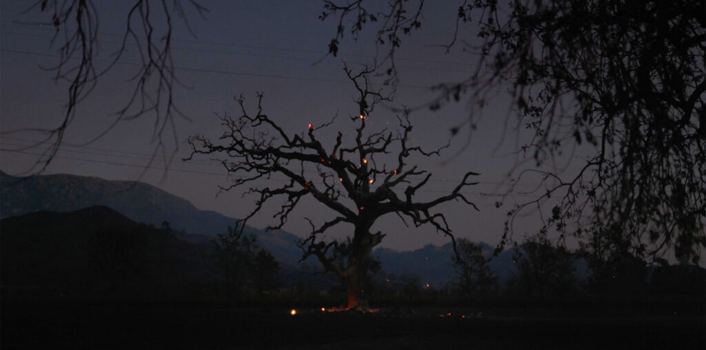 Stray Embers image