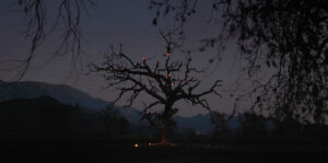 Stray Embers Image
