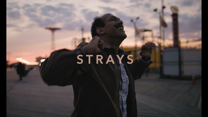Strays Image